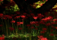 大きな栗の木の下で