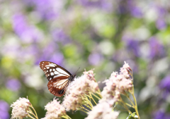 アサギマダラ　2）