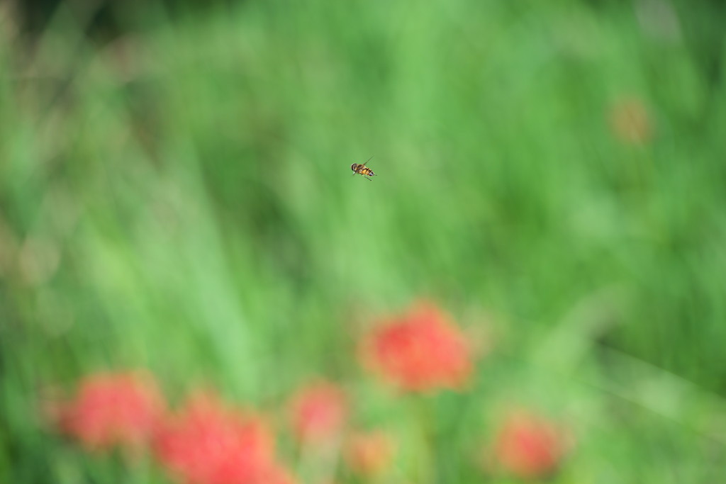 単機飛翔　元画像