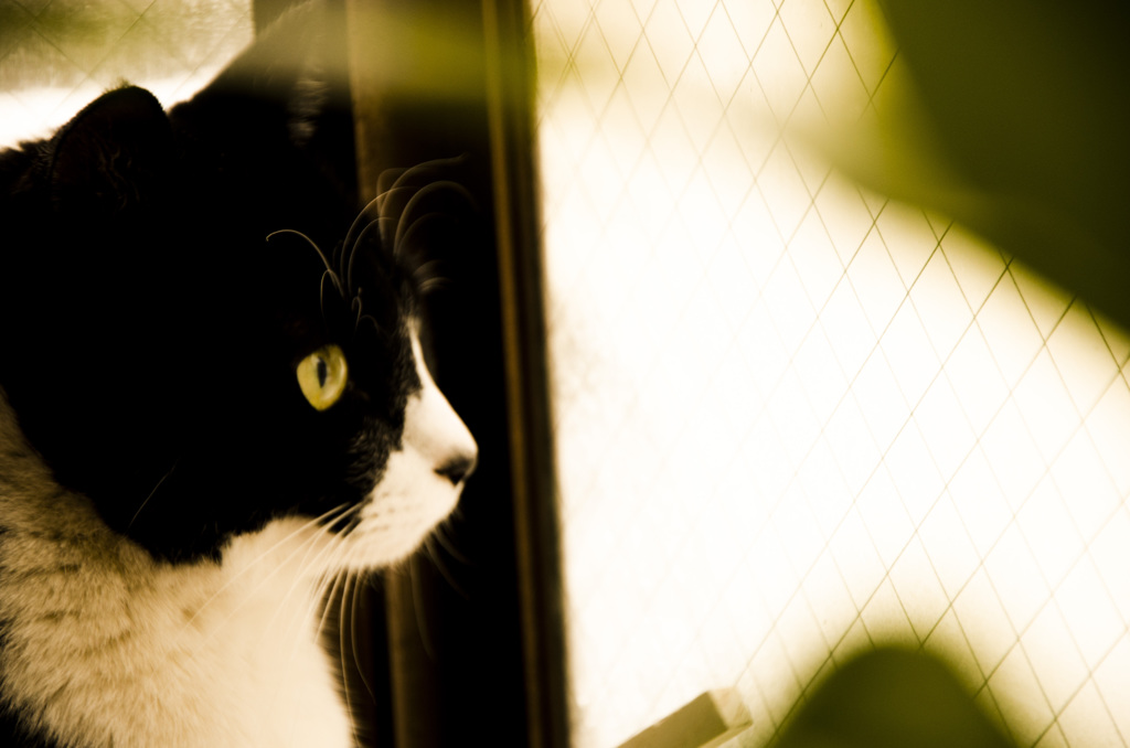 猫
