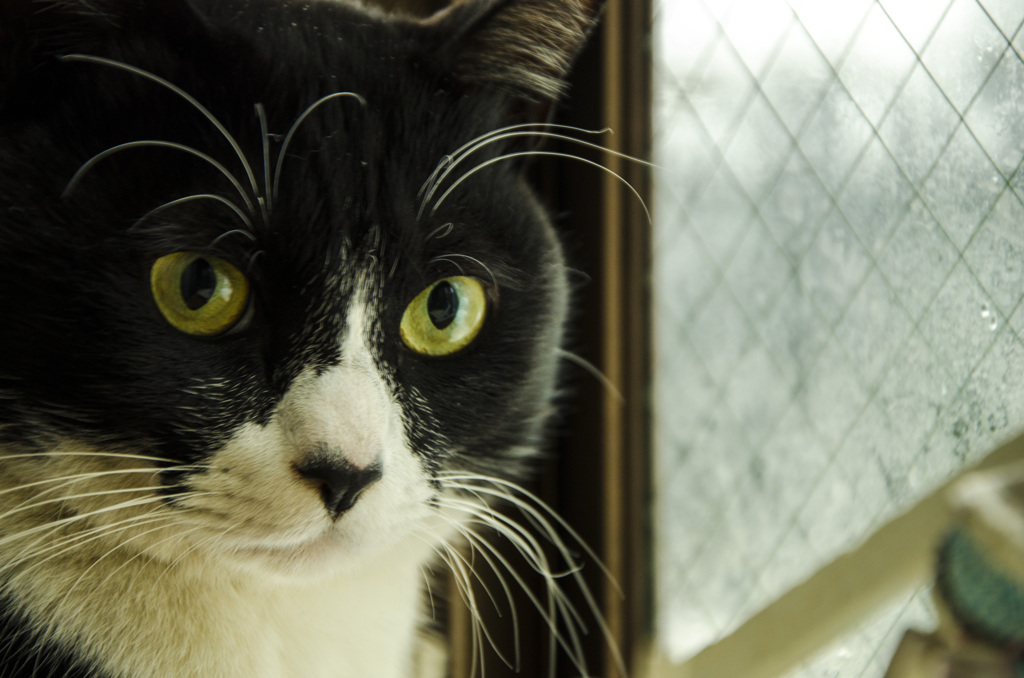 猫