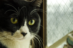 猫