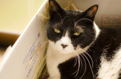 猫