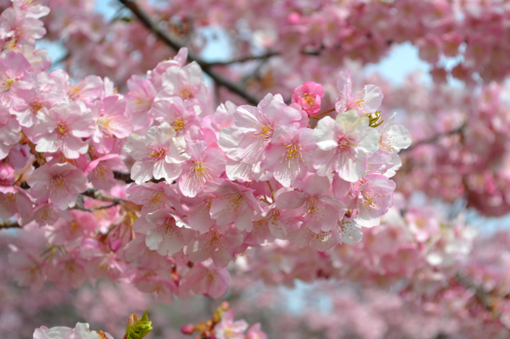 南伊豆の河津桜近況（その3）