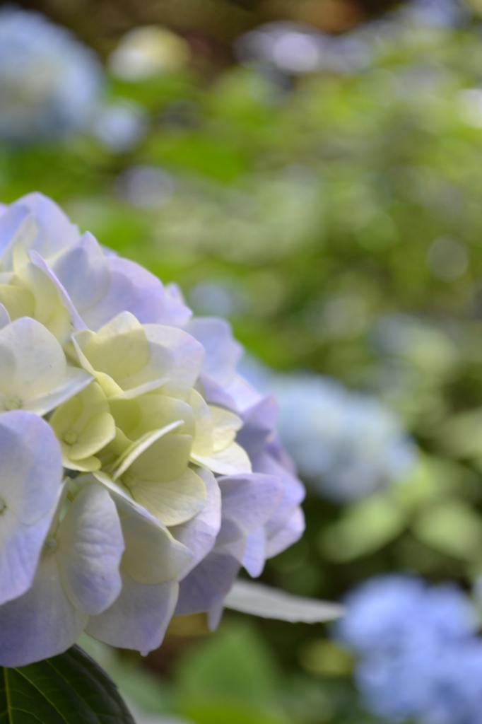 紫陽花09