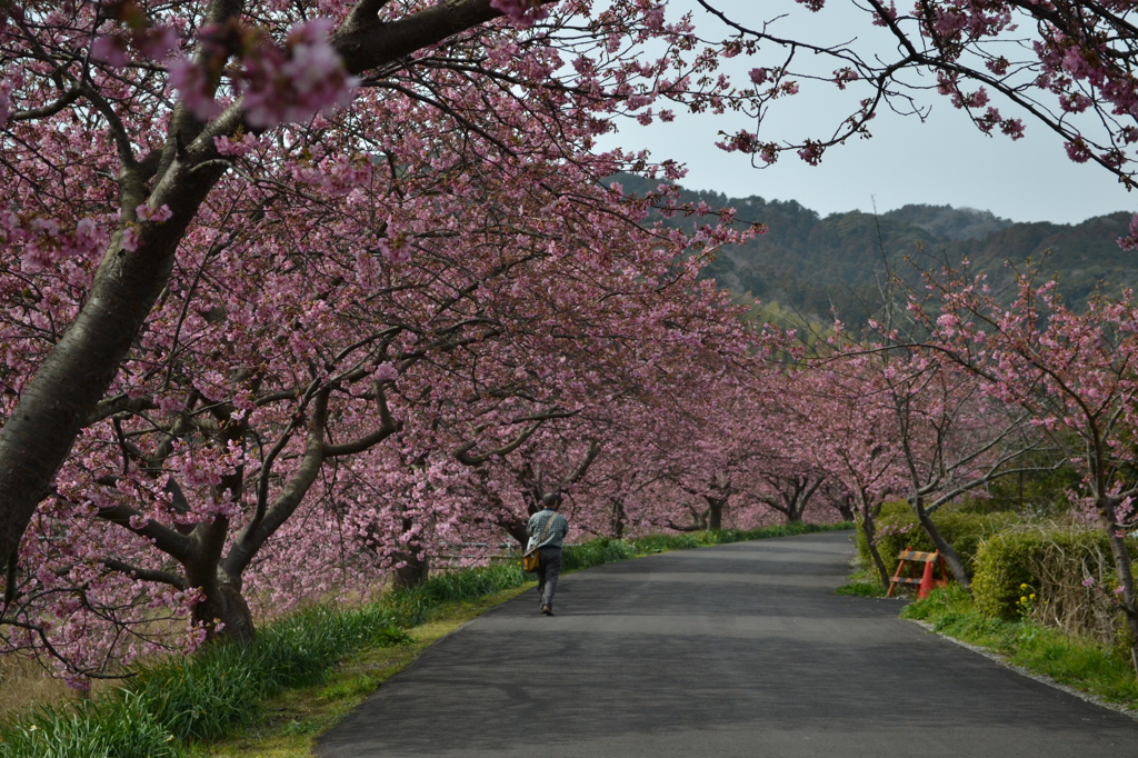 2月24日河津桜