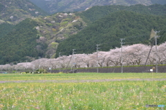 花畑と桜