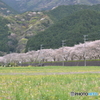 花畑と桜