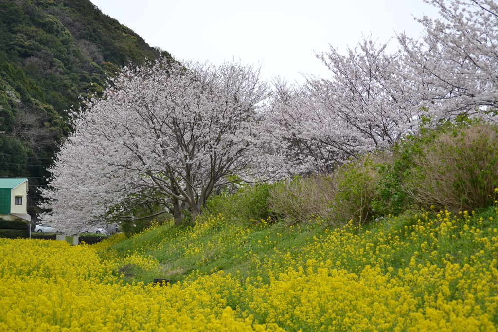 ソメイヨシノと菜の花