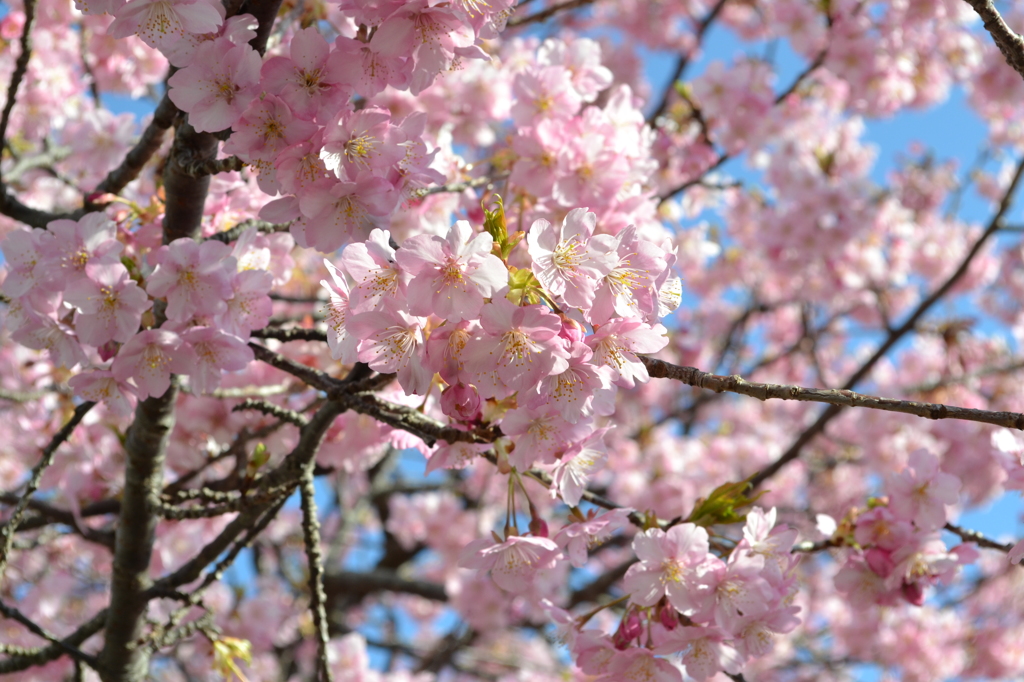南伊豆の河津桜04