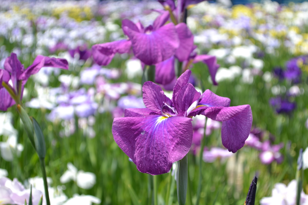 かわづ花菖蒲園