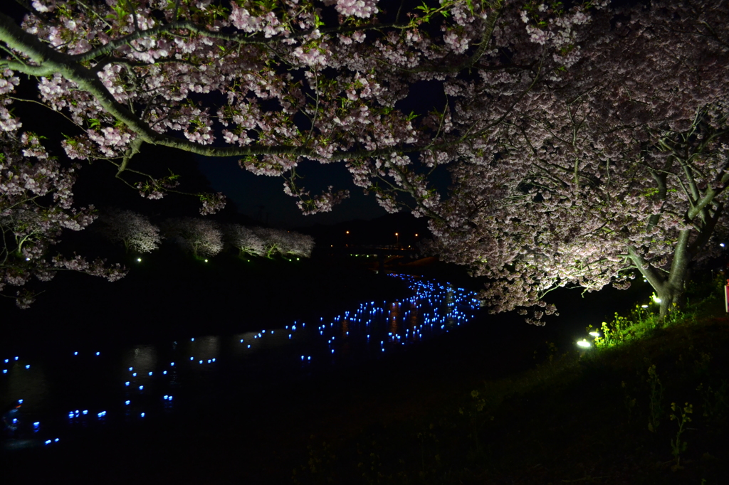 南伊豆夜桜（流星イベント）