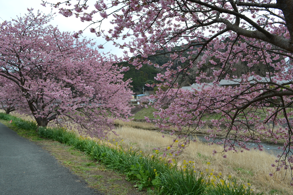 南伊豆の河津桜