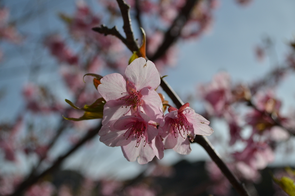 南伊豆の河津桜（2月28日）02