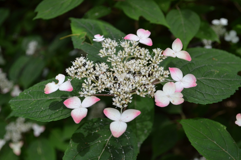 紫陽花08