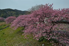 河津桜（24日）