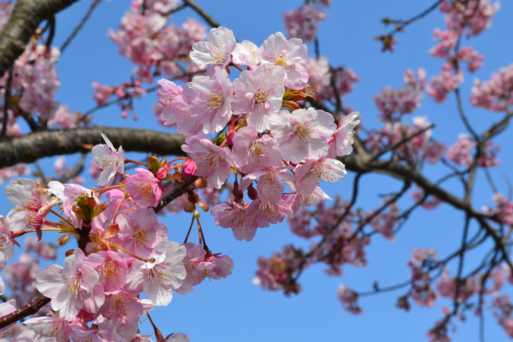 河津桜近況（河津町）05