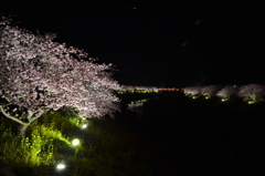 夜桜04