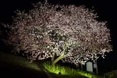 夜桜03