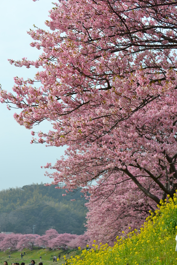 南伊豆の河津桜近況（その3）