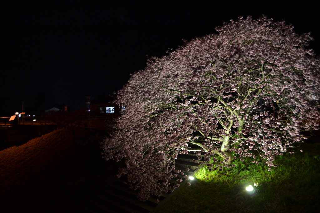 南伊豆の夜桜03