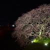 南伊豆の夜桜03