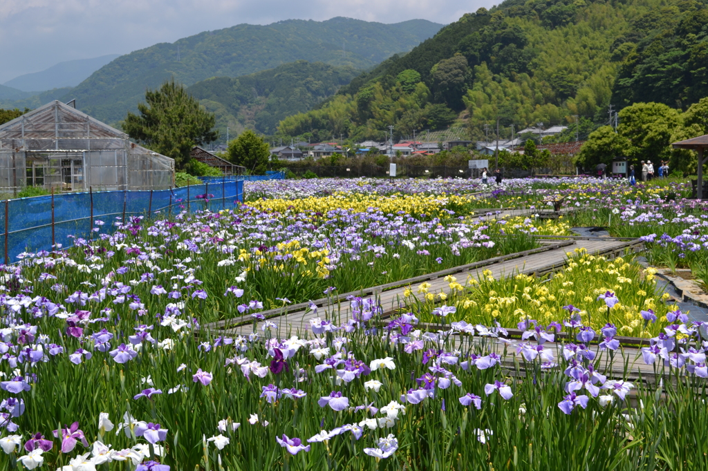 かわづ花菖蒲園