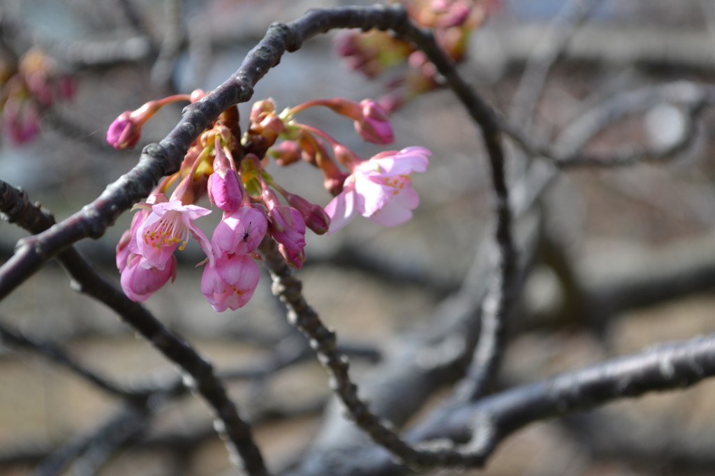 南伊豆の河津桜近況