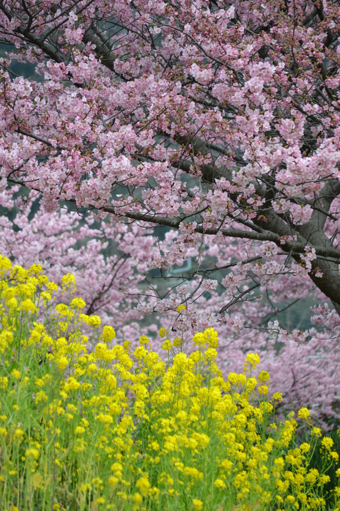 南伊豆の河津桜近況（その3）