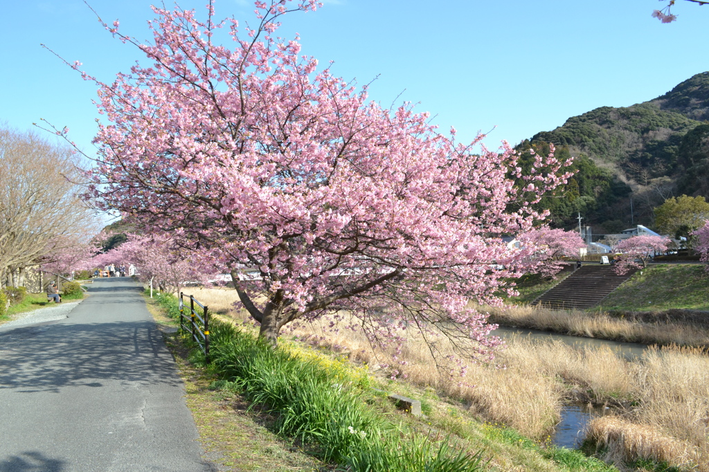 南伊豆の河津桜06
