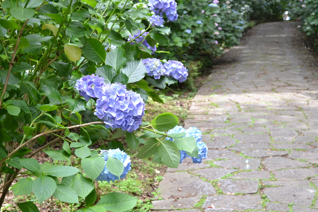 紫陽花04