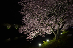 南伊豆の夜桜01