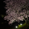 南伊豆の夜桜01