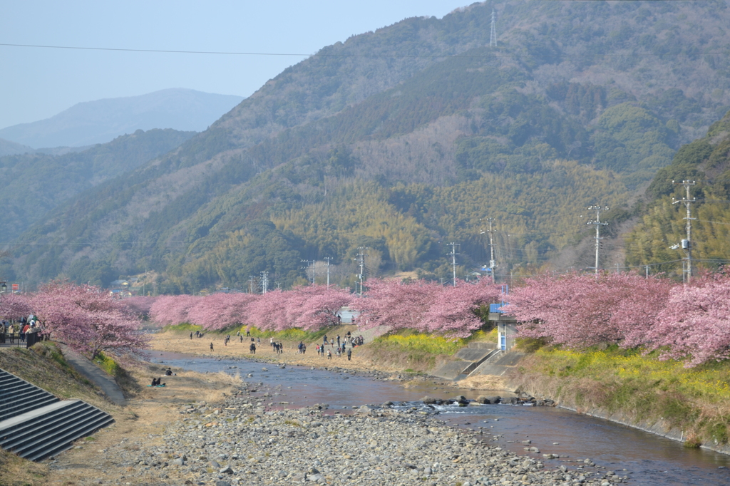 河津桜近況（河津町）06
