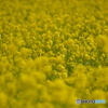 菜の花02