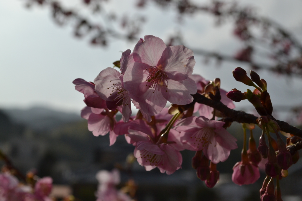 河津町の河津桜01