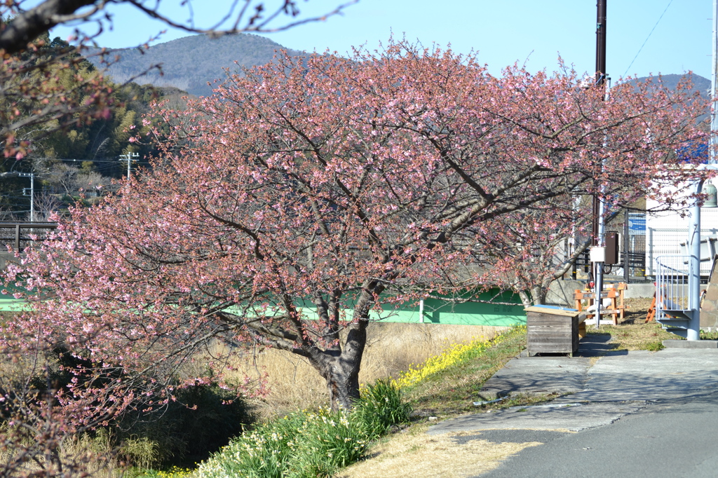 河津桜01