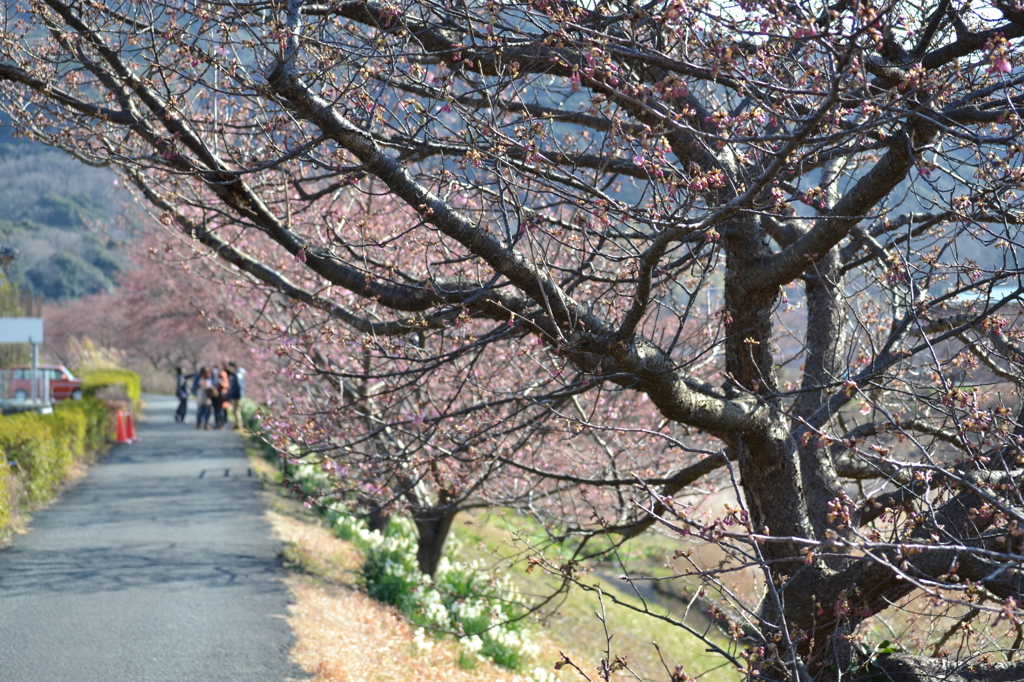河津桜02