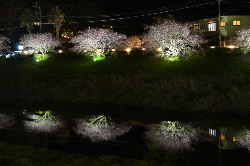 夜桜01