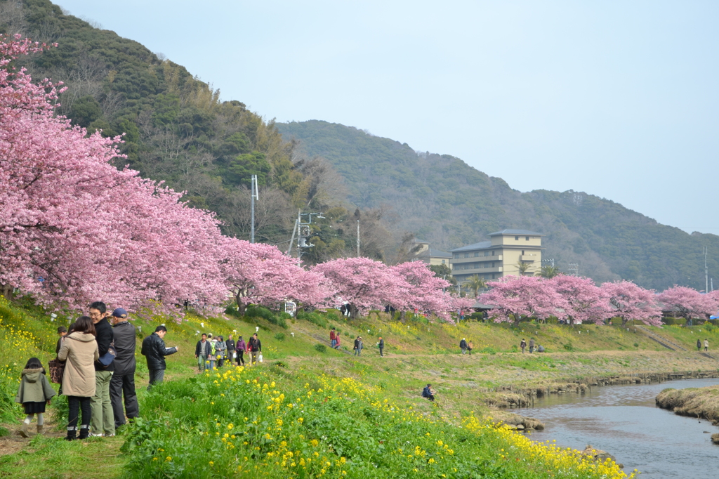 南伊豆の河津桜近況（その3）