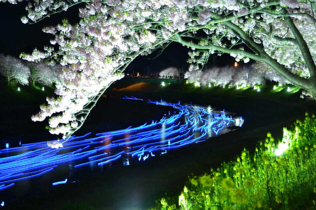 南伊豆夜桜（流星イベント）