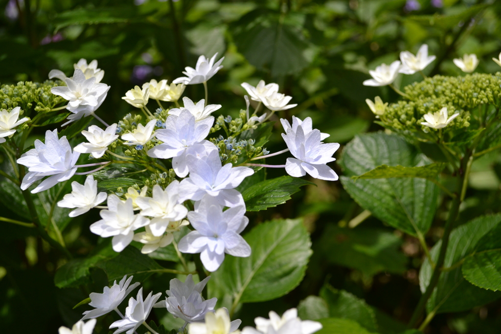 紫陽花06