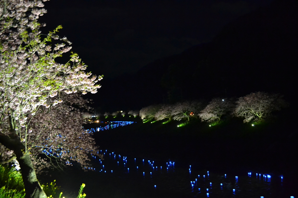 夜桜イベント『夜桜☆流れ星』02