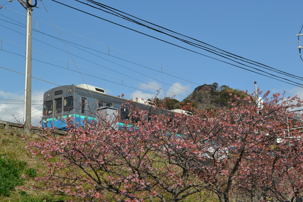 河津桜近況（河津町）