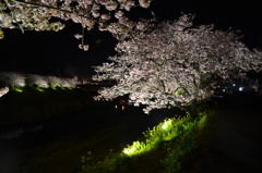 夜桜05