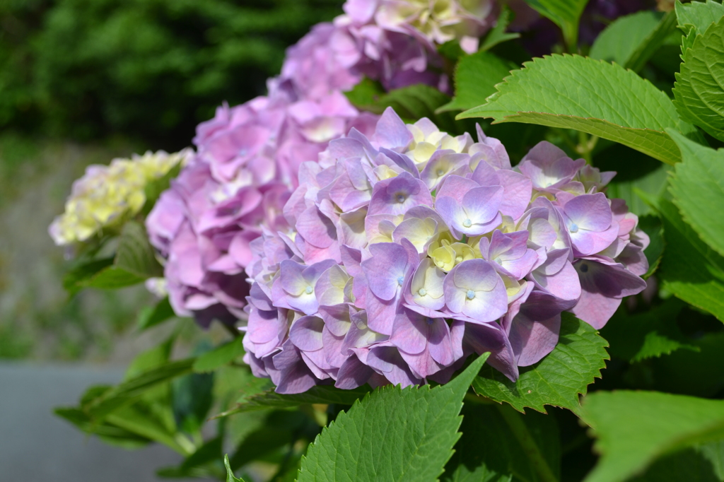 近所の紫陽花