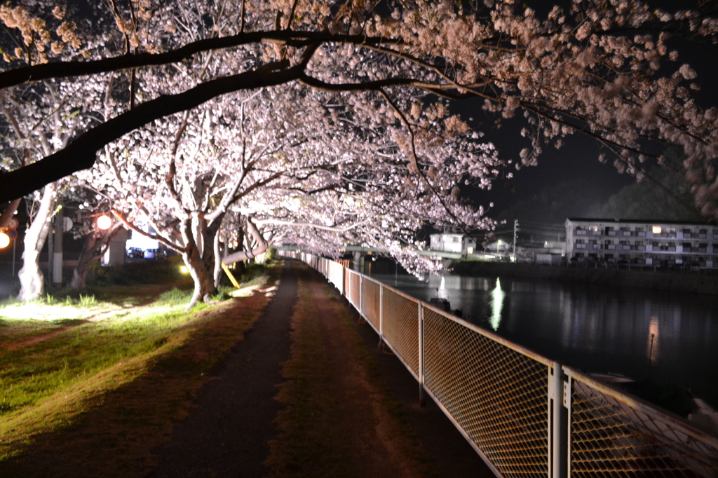 夜桜