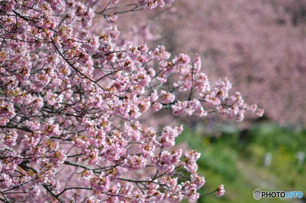 河津桜in南伊豆03