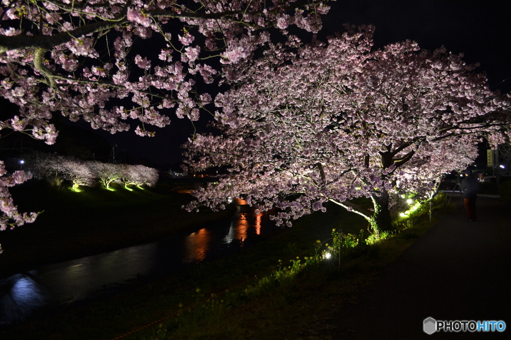 南伊豆夜桜05