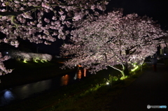 南伊豆夜桜05